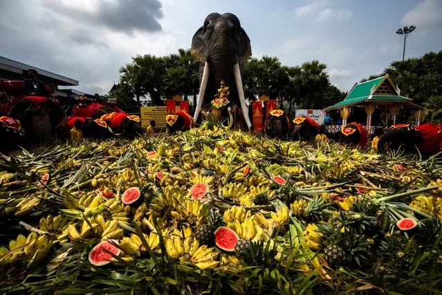 Elephants enjoy a “buffet” of fruit and vegetables during Thailand's National Elephant Day celebration at Nong Nooch Tropical Garden in Pattaya, Thailand, March 13, 2022. (Photo by Athit Perawongmetha/Reuters)