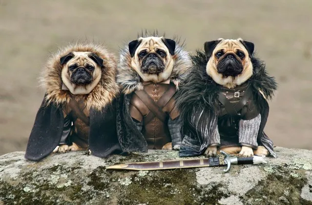 “The Pugs of Westeros” sees Roxy, Blue and Bono playing doggy versions of the main characters, including conniving King Joffrey. The pugs’ owners, Phillip Lauer (57) and his wife Sue (47), have been dressing their pugs up as characters from cinema and TV since they were puppies. They jumped at the chance of creating a picture series based on one of their favourite shows. Sue spent two weeks just creating the Iron Throne alone but it was well worth it. (Photo by Phillip Lauer)