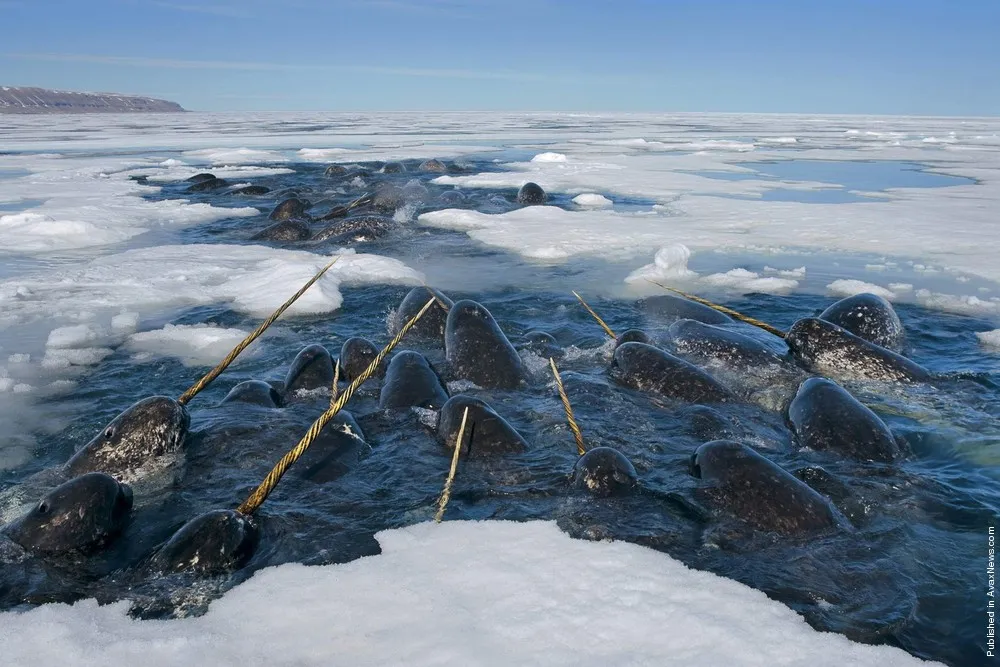 Polar Tales by Paul Nicklen. Part II