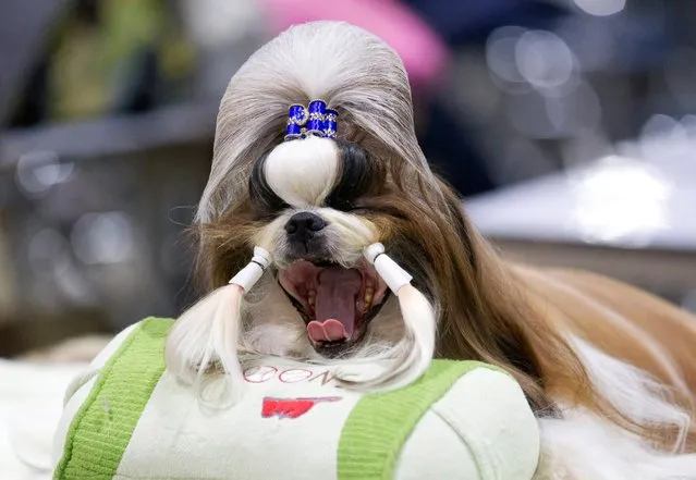 Taitan, a male Shih Tzu from Thailand, yawns while being groomed during Thailand International Dog Show in Bangkok, June 26, 2014. (Photo by Sakchai Lalit/AP Photo)