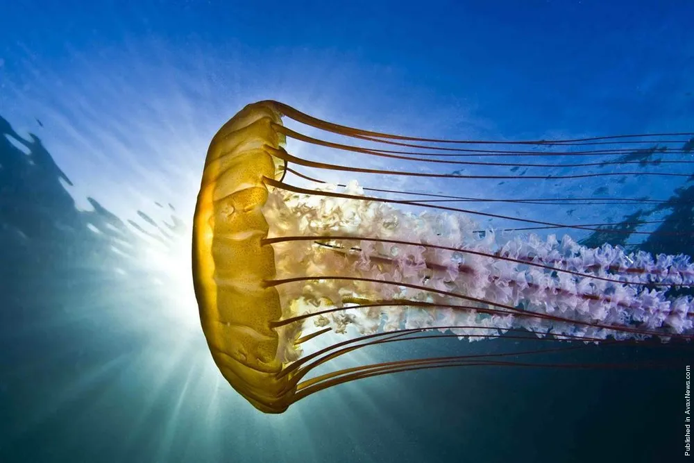 2012's Top Underwater Shots