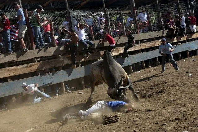 A man is tossed by a bull during festivities honouring the capital's patron saint Santo Domingo de Guzman in Managua, Nicaragua August 2, 2015. (Photo by Oswaldo Rivas/Reuters)