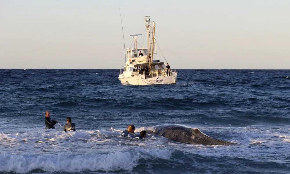 Stranded Whale Still Stuck on Gold Coast Beach
