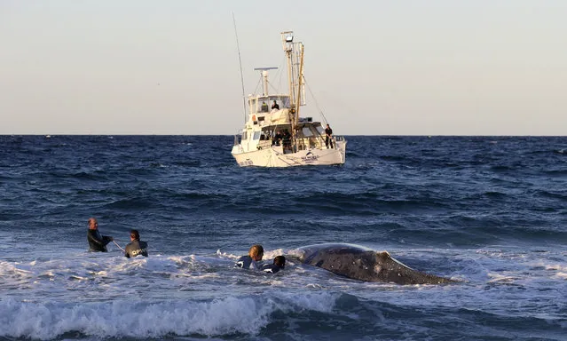 Marine rescue workers from Sea World attempt to help a juvenile humpback whale stranded at Palm Beach on the Gold Coast, in Queensland July 9, 2014. (Photo by Jason O'Brien/Reuters)