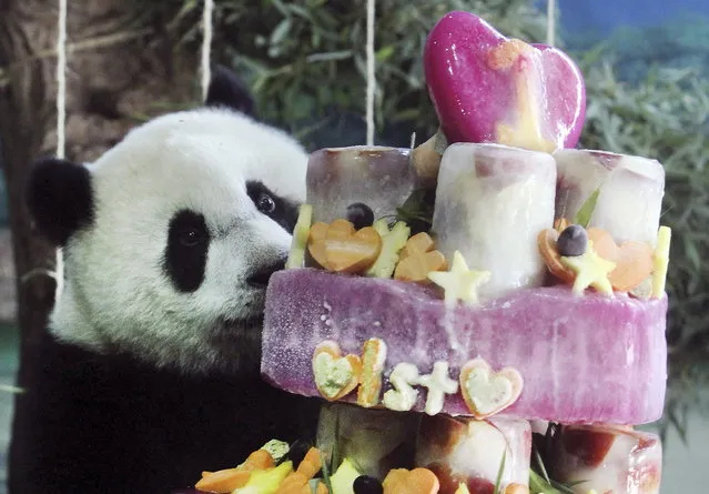 Taiwan's panda cub Yuan Zai enjoys her birthday cake, in celebration of her first birthday at the Taipei Zoo in Taipei, Taiwan, Sunday, July 6, 2014. (Photo by Chiang Ying-ying/AP Photo)