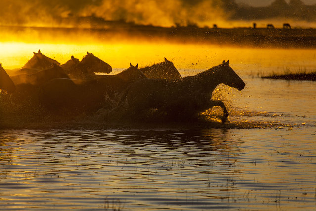 Horses gallop at Wulan Butong scenic area on September 22, 2024 in Chifeng, Inner Mongolia Autonomous Region of China. (Photo by Sun Zhongnan/VCG via Getty Images)