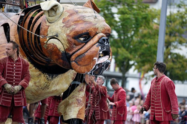 Actors from the Royal de Luxe theatre group make adjustments to work the Bull Machin giant puppet in Antwerp, Belgium, Friday, August 25, 2023. As part of the Summer of Antwerp festivities the giant puppets Bull Machin and his friend Xolo will wander the streets of Antwerp for three days as the general public follows the route. (Photo by Virginia Mayo/AP Photo)