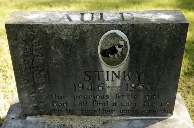 The gravestone and tile photo of “Stinky” is seen at the Aspin Hill Memorial Park in Aspen Hill, Maryland August 25, 2015. (Photo by Gary Cameron/Reuters)