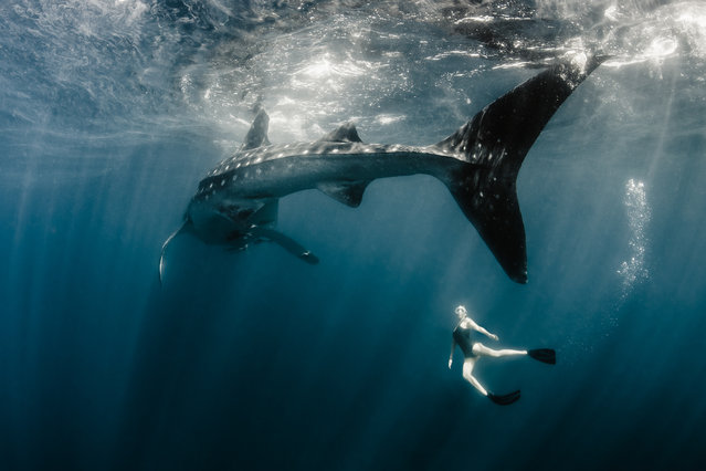 Model, skydiver and wing-suit jumper Roberta Mancino, 33, swims with a whale shark on February 2014 in Isla Mujeres, Mexico. A female skydiver swims with whale sharks, manta rays and sailfish – the fastest fish in the sea. Model, skydiver and wing-suit jumper Roberta Mancino, 33, jumped from a boat into the ocean surrounding Isla Mujeres near the northern Peninsula of Mexico. The incredible project involved two trips to the stormy winter seas – one in February 2013 and one a year later in February 2014. (Photo by Shawn Heinrichs/Barcroft Media)