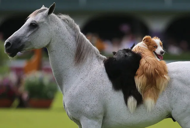 Two dogs ride on a horse during a display by the entertainer Santi Serra on day five of the Dublin horse show in Ireland on July 24, 2016. (Photo by Niall Carson/PA Wire)
