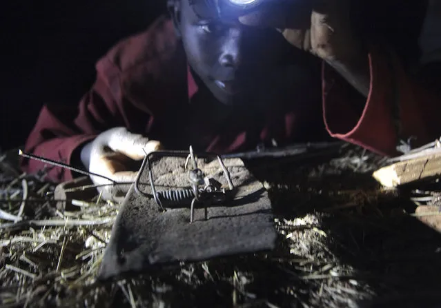 With headlamps to peer through the darkness, children in rural Chidza village in central Zimbabwe scamper through the night to trap mice, which they roast and sell to motorists on the road to neighboring South Africa. Considered a delicacy, the field mice are hunted in cornfields where they have grown plump on the grains, grass and wild fruits. The children use old-fashioned traps – wooden rectangles with spring loaded bars – and bait them with seeds of grain. They strategically place the traps on little paths used by the mice as they look for food. Sometimes within minutes of laying the trap a mouse is caught. The snapping sound of a trap alerts the kids who rush to retrieve their catch. On a good night the children say they can catch between 50 and 100 mice. The night hunting comes at a risk as snakes are also on the prowl for the rodents. By the end of their trapping adventures the children will have the mice heaped in dishes. The mice are then roasted over an open fire, salted and left to dry before finding their way on the market. Standing by the roadside, the children attract travelers by holding up skewers of the mice. They sell 10 mice for a dollar and say they are doing a brisk business. Here: In this photo taken Friday, September 22, 2017, a mouse trap is set by Tapiwa Zingwena at night in a cornfield in Chidza, Masvingo Province, Zimbabwe. (Photo by Tsvangirayi Mukwazhi/AP Photo)