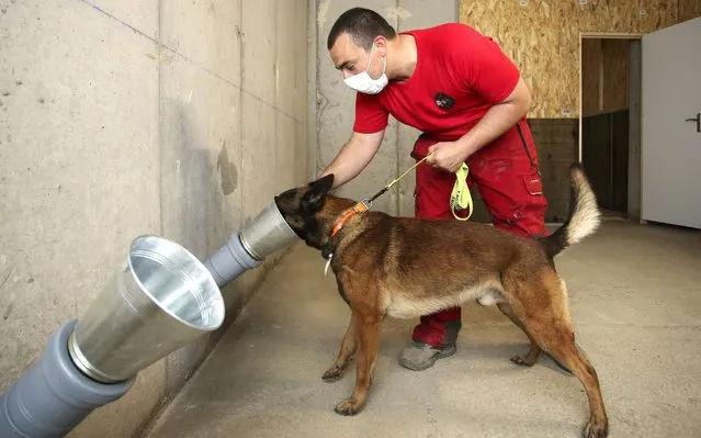 A firefighter officer trains his dog to find a piece of tissu with infected by the COVID-19 (the novel coronavirus) during a training, on April 30, 2020, in Ajaccio, on the French Mediterranean island of Corsica. A group of dogs are trained in Ajaccio to detect the a possible smell of the coronavirus, as part of of a test carried out by veterinarians and firefighters. (Photo by Pascal Pochard-Casabianca/AFP Photo)