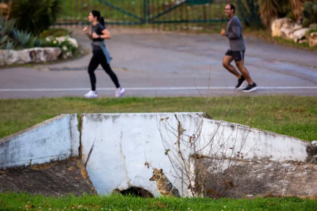 In this Friday, April 10, 2020 photo, people jog near a jackal at Hayarkon Park in Tel Aviv, Israel. With Tel Aviv in lockdown due to the coronavirus crisis, and the park, like most of the city, is nearly empty, the timid animals have come into the open, reaching areas where they rarely venture as they search for food. (AP Photo/Oded Balilty)
