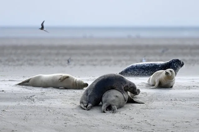 Seals lie on the beach of North Sea in the village of Sonderho, Denmark on September 06, 2022. (Photo by Sergei Gapon/Anadolu Agency via Getty Images)