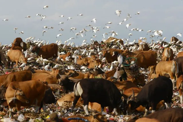 An Indonesian scavenger collects items from a garbage dump in Denpasar on the resort island of Bali on September 16, 2014. The Indonesian economy has expanded at around six percent in recent years but it has been easing in the past 12 months due to slowing demand for commodity exports, and interest rate hikes in 2013 during emerging market turmoil. (Photo by Sonny Tumbelaka/AFP Photo)