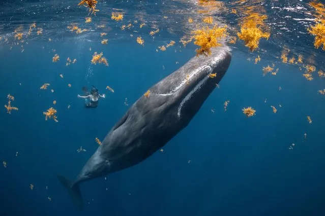 Human Connection Award: People and Planet Ocean – Winner – Steve Woods. A free diver interacts with a sperm whale among a cloud of sargassum weed, Dominica. (Photo by Steve Woods/Ocean Photographer of the Year 2022)
