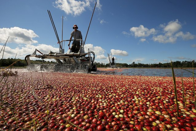 Cass Gilmore harvests cranberries in a bog at Gilmore Cranberry Company in Carver, Massachusetts September 14, 2015, the beginning of the cranberry harvesting season. (Photo by Brian Snyder/Reuters)