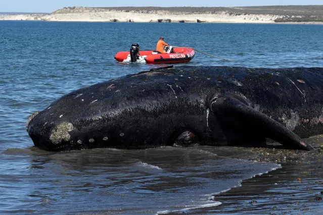 Members of the Naval Command get ready to tow a dead southern right whale (Eubalaena australis) lying on the shore of El Doradillo beach to take it to a deserted beach away from the presence of people, in Puerto Madryn, Chubut Province, Argentina, on October 4, 2022. At least 13 dead southern right whales appeared on the coast of the Golfo Nuevo and PenÌnsula Valdez sanctuary, in northern Patagonia, in the past few days. The cause of their death is being investigated, the Whale Conservation Institute (ICB) reported. (Photo by Pablo Porciuncula/AFP Photo)
