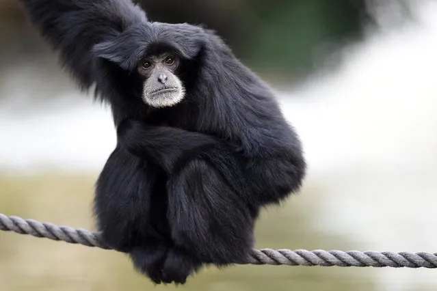 A picture made available on 25 August 2016 shows a Siamang gibbon enjoying the spring weather as they are released into their new enclosure on the island near the Japanese Garden, at Melbourne Zoo in Melbourne, Victoria, Australia, 24 August 2016. Siamangs are the largest of the nine gibbon species, the pairs forming lasting bonds. Sampit and Isidor have been together since 2001 and have produced four offspring as part of the regional breeding program for their endangered species. (Photo by Tracey Nearmy/EPA)