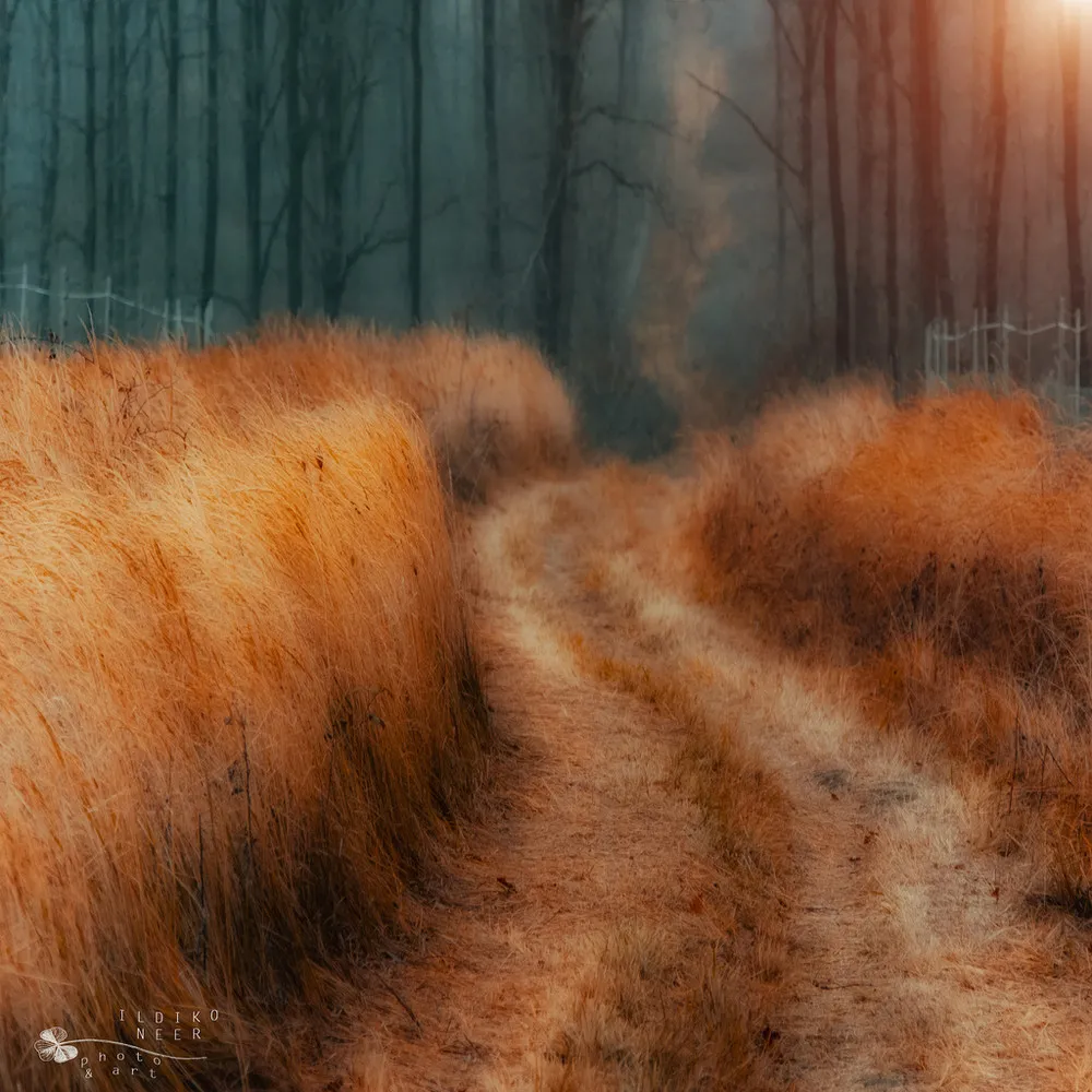Landscapes by Ildiko Neer