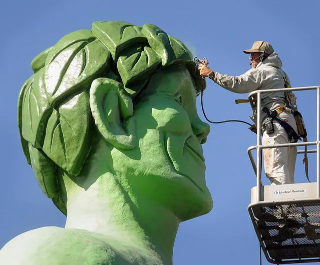 In this Tuesday, September 29, 2015 photo, Tim Koehler paints the Jolly Green Giant statue in Blue Earth, Minn. The statue, which stands at over 50 feet, cost around $20,000 to refurbish and was a joint effort between Blue Earth and the Chamber of Commerce and Convention and Visitors Bureau. (Photo by John Cross/The Free Press via AP Photo)