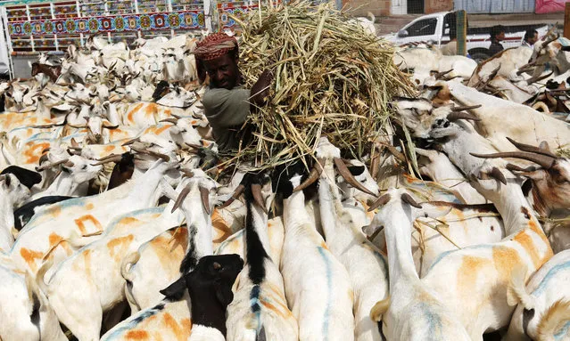 A Yemeni vendor carries dried corn stalks to sacrificial animals displayed for sale ahead of celebrations of the Eid-al-Adha at a livestock market in Sana’a, Yemen, 07 September 2016. Millions of Muslims around the world are preparing to celebrate the Eid al-Adha feast, set for 12 September this year in Yemen. Eid al-Adha is the holiest of the two Muslims holidays celebrated each year, it marks the yearly Muslim pilgrimage (Hajj) to visit Mecca, the holiest place in Islam. Muslims slaughter a sacrificial animal and split the meat into three parts, one for the family, one for friends and relatives, and one for the poor and needy. (Photo by Yahya Arhab/EPA)