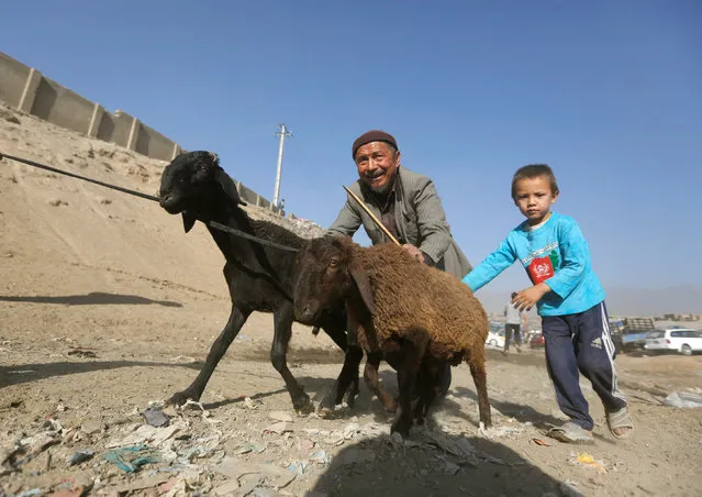 An Afghan man and his son push sheep that they had bought at a livestock market, ahead of the Eid al-Adha, in Kabul, Afghanistan September 9, 2016. (Photo by Omar Sobhani/Reuters)