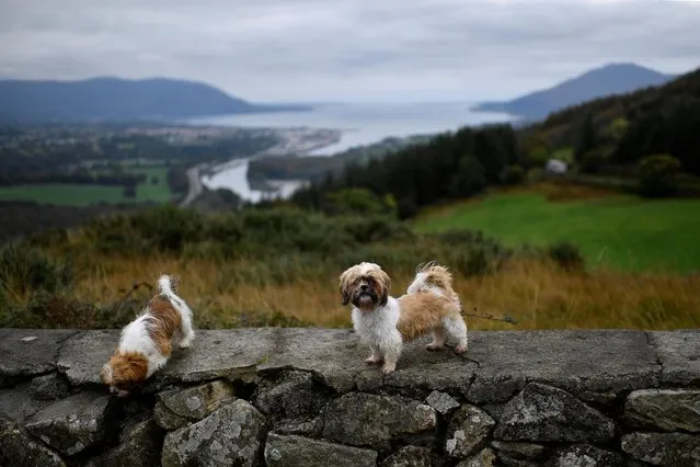 Dogs stand on a wall overlooking Carlingford Lough with Northern Ireland on the left and the Republic of Ireland on the right with the Lough marking the border between the two countries, in Flagstaff, Northern Ireland, October 13, 2021. (Photo by Clodagh Kilcoyne/Reuters)