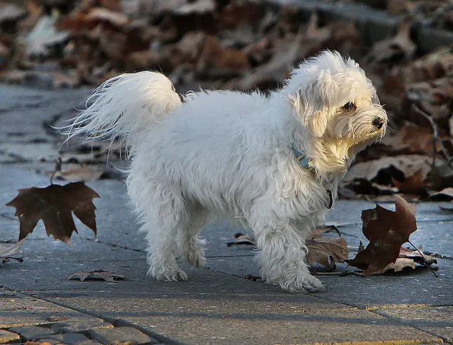 A small white dog stands between flying leaves in the city center in Frankfurt, Germany, on a stormy Thursday, January 18, 2018. A powerful storm lashed Europe with high winds and snow, killing at least four people in three countries, grounding flights, halting trains, ripping roofs off buildings and flipping over trucks. (Photo by Michael Probst/AP Photo)