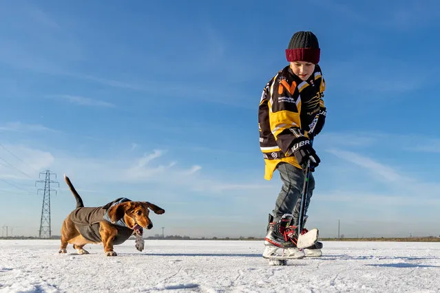 Echo the basset hound plays fetch the puck with Kai, 10, from Peterborough, United Kingdom on December 16, 2022. (Photo by Terry Harris/The Times)