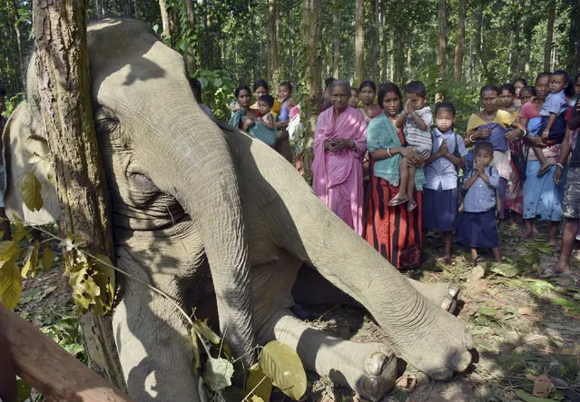 An Indian boy offers prayers as others gather near a dead elephant at Bagulamari, in Goalpara in the eastern Indian state of Assam, Wednesday, October 7, 2015. The wild adult elephant was killed when a tree that he had uprooted to eat fell on an electric tower just past midnight on Tuesday. Locals told the photographer that the rest of the herd of 20-25 elephants tried to help but were scared by the jolts of power and finally had to abandon the pachyderm. (Photo by Vishma Thapa/AP Photo)
