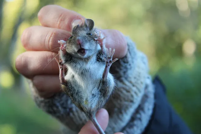 L) Highly commended – Kate Williamson. No 83. This photo was taken on the 6th October 2012, whilst on a Small Mammals training course at Kindrogan Field Studies Centre, Perthshire, Scotland. On this course, we learned how to trap and handle live small mammals using Longworth traps, with the intention of getting involved in small mammal recording and using these skills to introduce community groups to the world of small mammals. I took many photos on this training course, but this one has to be my favourite. It was a really frosty morning when we trapped this woodmouse in the grounds of Kindrogan Field Studies Centre. I love the way the photo captures the startled look on the mouse's face, with it's paws up and fingers and toes spread wide as it's being handled. I bet he was really enjoying a nice warm bed and a feast in his trap before he was rudely disturbed by a group of novice handlers.