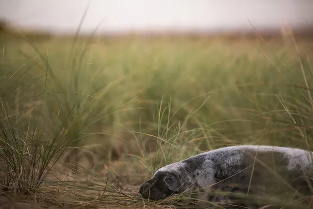 A Grey Seal pup lays in the dunes at sunset near the Lincolnshire Wildlife Trust's Donna Nook nature reserve on November 24, 2014 in Grimsby, England. (Photo by Dan Kitwood/Getty Images)