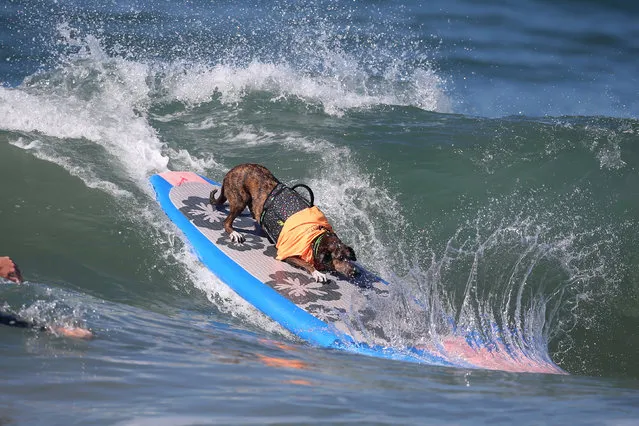 A dog rides a wave during the Surf City Surf Dog competition in Huntington Beach, California, U.S., September 25, 2016. (Photo by Lucy Nicholson/Reuters)