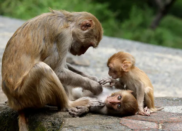 A monkey looks for insects in her baby at Pachmadi, some 200kms from Bhopal, India, 25 September 2020. (Photo by Sanjeev Gupta/EPA/EFE)