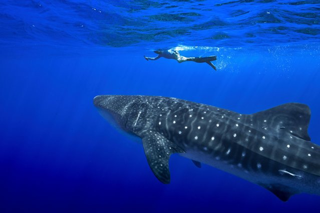 A person swims near a whale shark off the coast of St. Helena in the South Atlantic Ocean in February 2025. (Photo by Flora Tomlinson-Pilley/AP Photo)