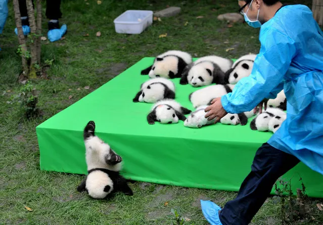 A giant panda cub falls from the stage while 23 giant pandas born in 2016 seen on a display at the Chengdu Research Base of Giant Panda Breeding in Chengdu, Sichuan province, China, September 29, 2016. (Photo by Reuters/China Daily)