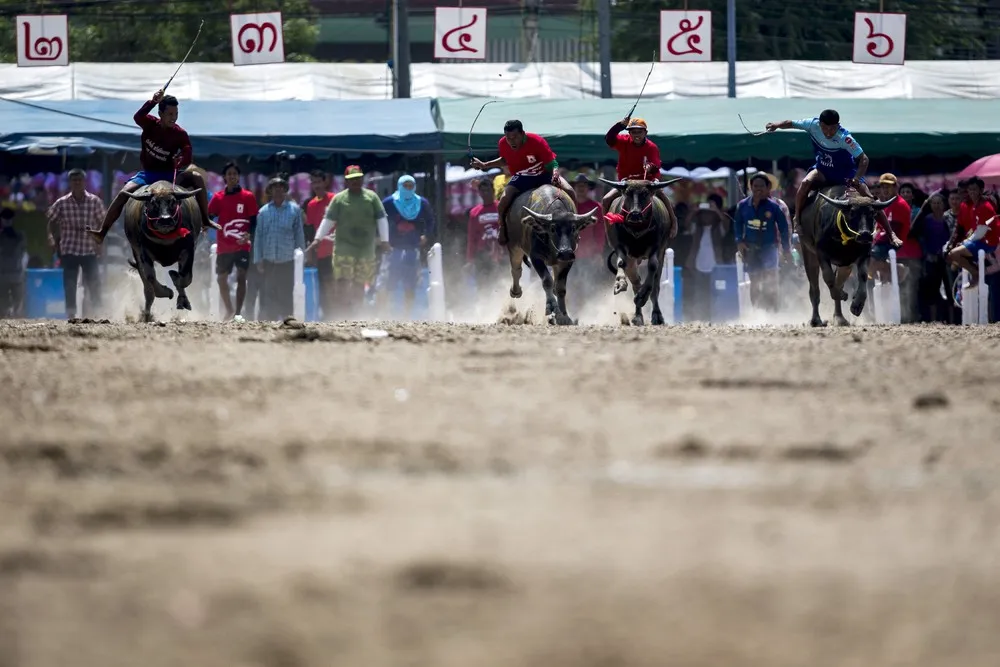 Buffalo Races in Thailand