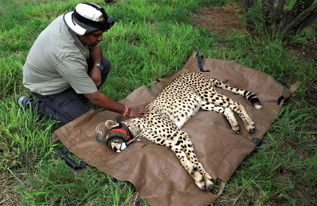 Rajendra Garawad, deputy inspector general of Forest, National Tiger Conservation, inspects a sedated cheetah, before being flown with eleven others from South Africa to India under an agreement between the two governments to introduce the African cats to the South Asian country over the next decade, at Rooiberg veterinary facility, Limpopo province, South Africa on February 17, 2023. (Photo by Siphiwe Sibeko/Reuters)