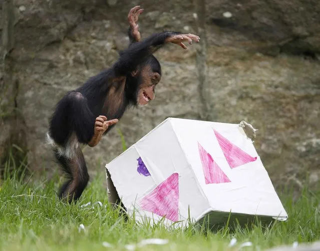 A 13-month-old chimp named Fumo leaps onto a “Christmas present” box, which contained food treats, during a Christmas-themed feeding session at Sydney's Taronga Park Zoo, December 9, 2014. (Photo by Jason Reed/Reuters)