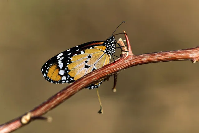 A butterfly sits on a tree branch near the Sixth Cataract of the Nile river, known as the “Salbouka” waterfall – one of the most prominent tourist areas in Sudan and the first waterfall along the course of the river after the White and Blue Niles meet in the capital Khartoum – about 100 kilometres north of Khartoum on October 23, 2022. (Photo by Ashraf Shazly/AFP Photo)