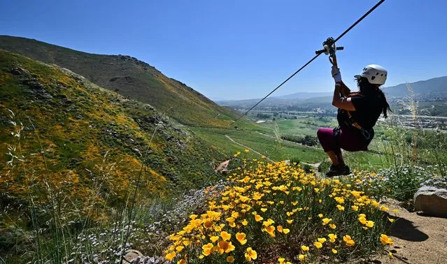 A woman sets off on her zipline over a superbloom of wildflowers at Skull Canyon Ziplines in Corona, California on April 11, 2023. People are flocking to state parks for a glimpse of a spectacular superbloom following a historically wet winter. (Photo by Frederic J. Brown/AFP Photo)
