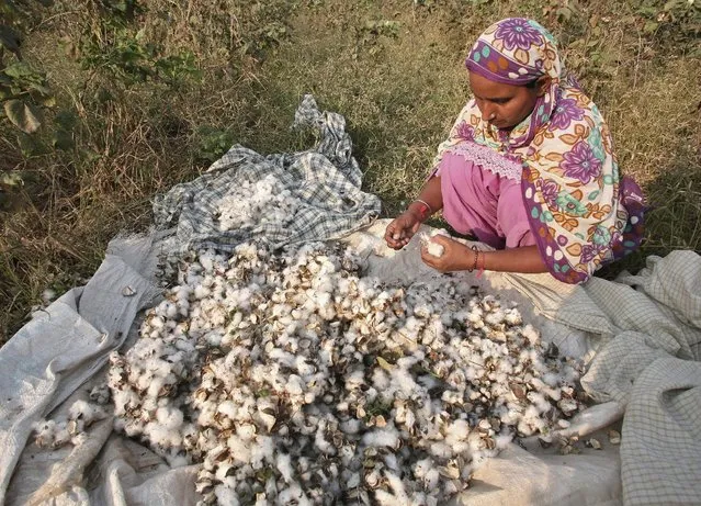 Jaswinder Kaur, a farmer, removes whitefly pest from cotton pods after plucking them from her damaged Bt cotton field on the outskirts of Bhatinda in Punjab, India, in this October 28, 2015 file photo. (Photo by Munish Sharma/Reuters)