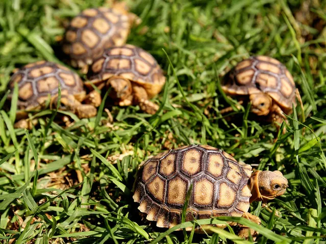 View of five newborn African spurred tortoise (Centrochelys Sulcata) at the zoo, in Guadalajara, Mexico, Jalisco state, on May 17, 2018. (Photo by Ulises Ruiz/AFP Photo)
