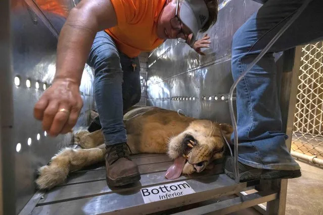 A sedated lion, housed in Puerto Rico's only zoo, is transported in a cage, in Mayaguez, Puerto Rico, Friday, April 28, 2023. Puerto Rico is closing the U.S. territory's only zoo following years of suspected negligence, a lack of resources and deaths of animals that were highlighted by activists. Most of the animals are being transferred to The Wild Animal Sanctuary in Colorado. (Photo by Alejandro Granadillo/AP Photo)
