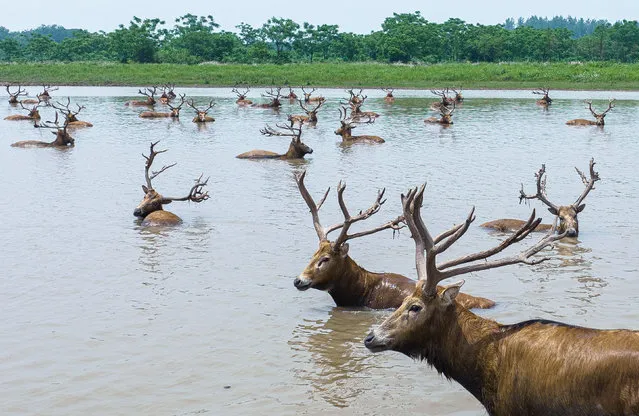 This aerial photo taken on May 19, 2023 shows milu deer at Shishou Milu Deer National Nature Reserve in central China's Hubei Province. After years of efforts by protectors and continuous improvement of the local ecological environment, the population of milu deer at the nature reserve has increased rapidly. (Photo by Xinhua News Agency/Rex Features/Shutterstock)