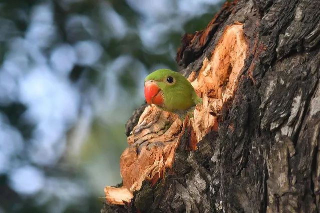 A parrot chick looks out from its nest in a tree in Guwahati, India on May 12, 2023. (Photo by Biju Boro/AFP Photo)