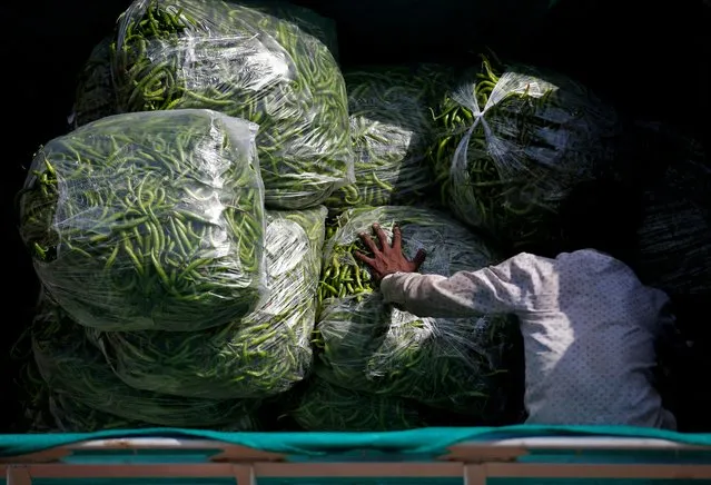 A man loads green chilies onto a supply tempo at a wholesale vegetable market in Ahmedabad, India on June 8, 2023. (Photo by Amit Dave/Reuters)