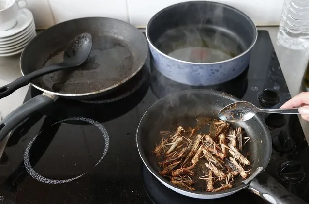 Locusts are cooked with olive oil for a discovery lunch in Brussels September 20, 2012. (Photo by Francois Lenoir/Reuters)