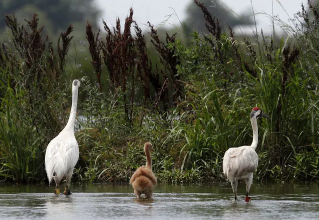 A pair of whooping cranes, with their recently born chick, forage through a crawfish pond, in Jefferson Davis Parish, La., Monday, June 11, 2018. Biologists estimate more than 10,000 whooping cranes had lived in North America before habitat loss and overhunting nearly killed them off. (Photo by Gerald Herbert/AP Photo)